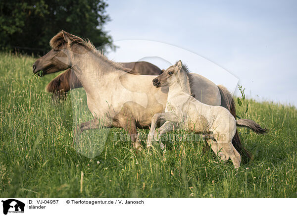 Islnder / Icelandic horses / VJ-04957