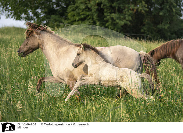 Islnder / Icelandic horses / VJ-04958