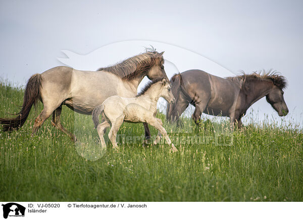 Islnder / Icelandic horses / VJ-05020