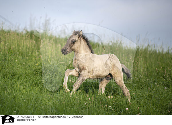 Islnder Fohlen / Icelandic horse foal / VJ-05031