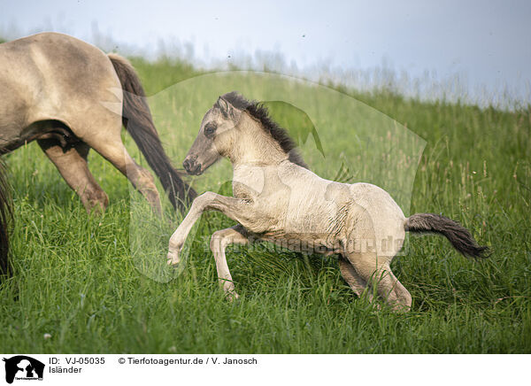 Islnder / Icelandic horses / VJ-05035
