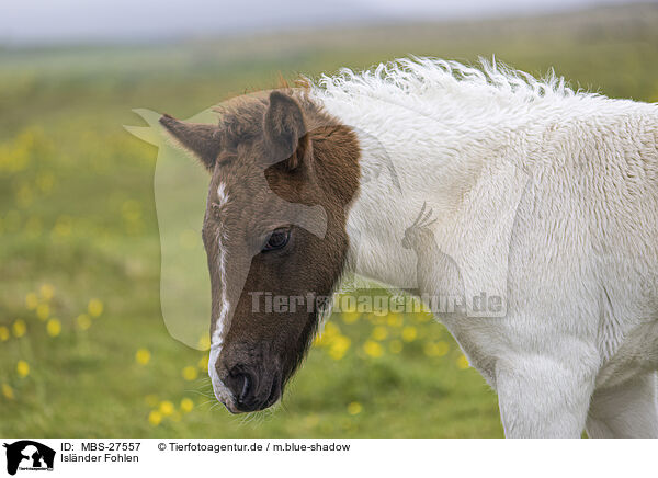 Islnder Fohlen / Icelandic horse foal / MBS-27557