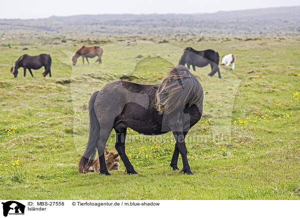 Islnder / Icelandic horses / MBS-27558