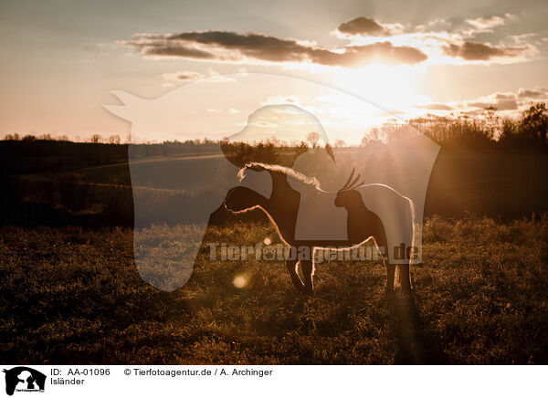 Islnder / Icelandic horse / AA-01096