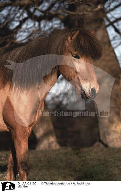 Islnder / Icelandic horse / AA-01105