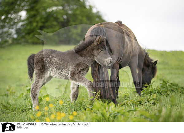 Islnder / Icelandic Pony / VJ-05672