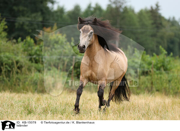 Islnder / Icelandic Horse / KB-15078