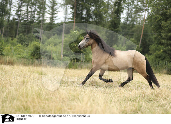 Islnder / Icelandic Horse / KB-15079