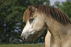 Islandpony Portrait