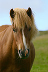 Islandpony Portrait