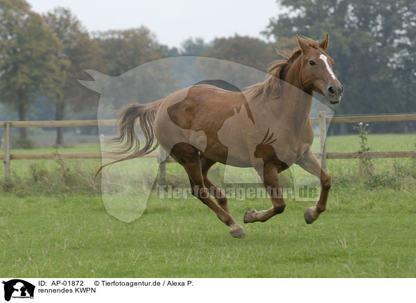 rennendes KWPN / running horse / AP-01872