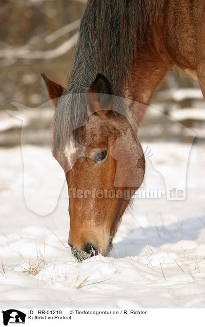 Kaltblut im Portrait / big horse / RR-01219