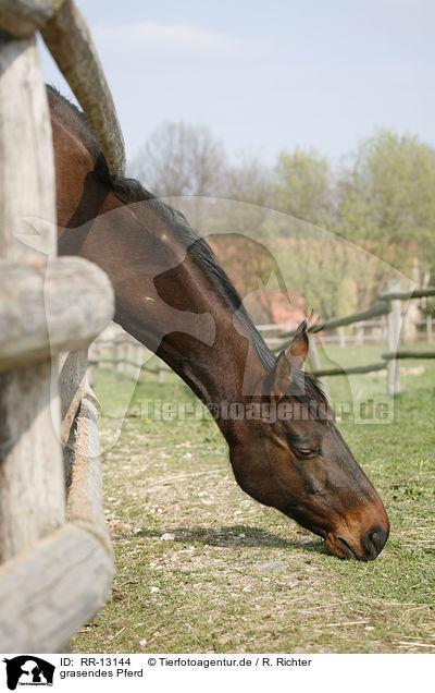 grasendes Pferd / grazing horse / RR-13144