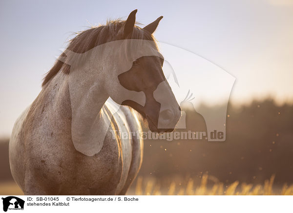 stehendes Kaltblut / standing Heavy Horse / SB-01045