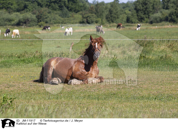 Kaltblut auf der Wiese / coldblood in the meadow / JM-11917