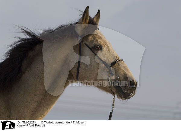 Kinsky-Pferd Portrait / Kinsky horse portrait / TM-02274