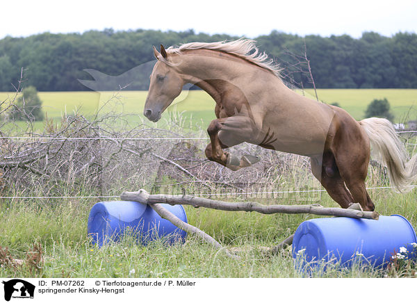 springender Kinsky-Hengst / jumping Kinsky Horse Stallion / PM-07262