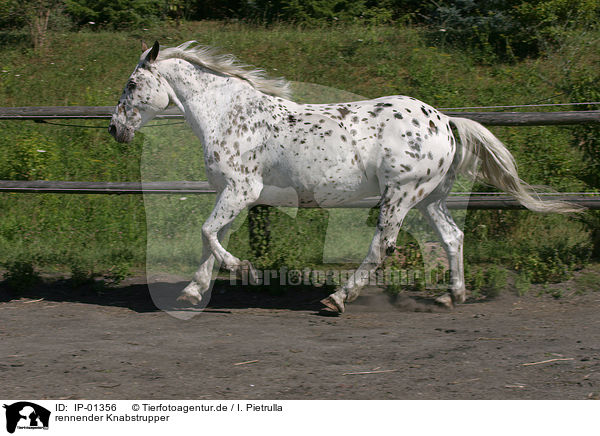 rennender Knabstrupper / running horse / IP-01356