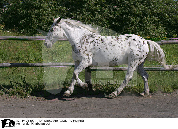 rennender Knabstrupper / running horse / IP-01357