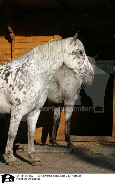Pferd im Offenstall / horse on stable / IP-01362