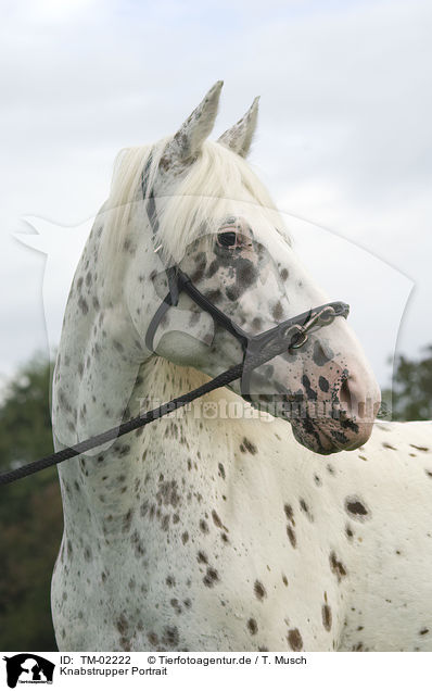 Knabstrupper Portrait / Knabstrupper Portrait / TM-02222