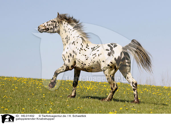 galoppierender Knabstrupper / galloping Knabstrup Horse / HS-01492