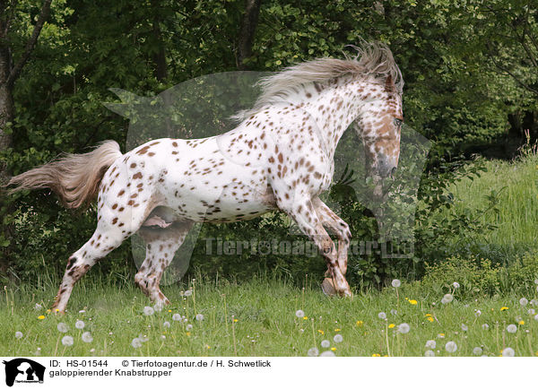 galoppierender Knabstrupper / galloping Knabstrup Horse / HS-01544
