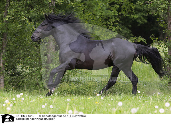 galoppierender Knabstrupper / galloping Knabstrup Horse / HS-01549
