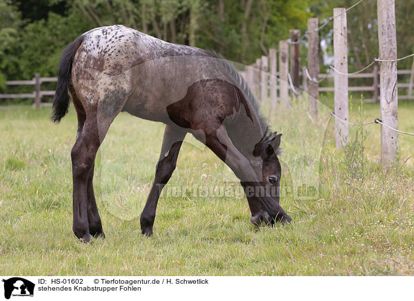 stehendes Knabstrupper Fohlen / standing Knabstrup Horse foal / HS-01602