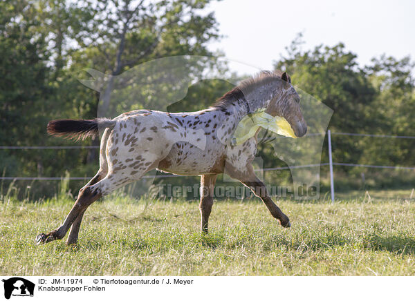 Knabstrupper Fohlen / knabstrup horse foal / JM-11974