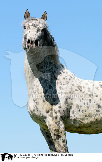 Knabstrupper Hengst / knabstrup stallion / HL-02746