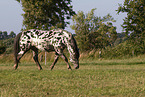 Knabstrupper im Sommer