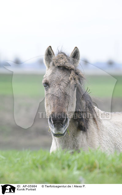 Konik Portrait / AP-05984