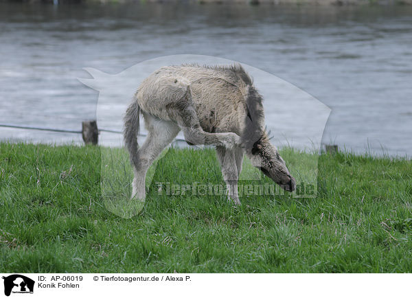 Konik Fohlen / horse foal / AP-06019