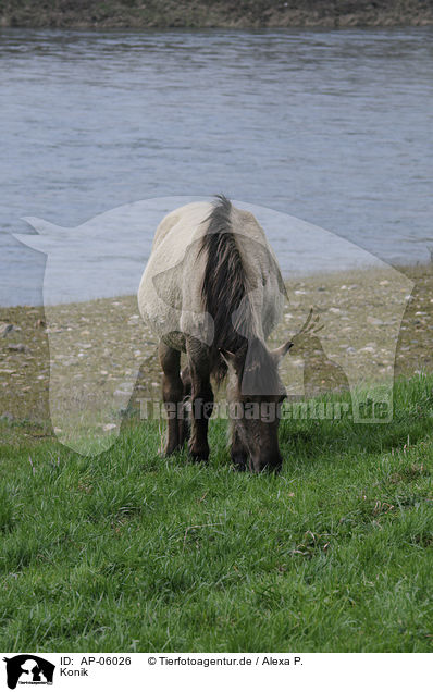 Konik / horse / AP-06026