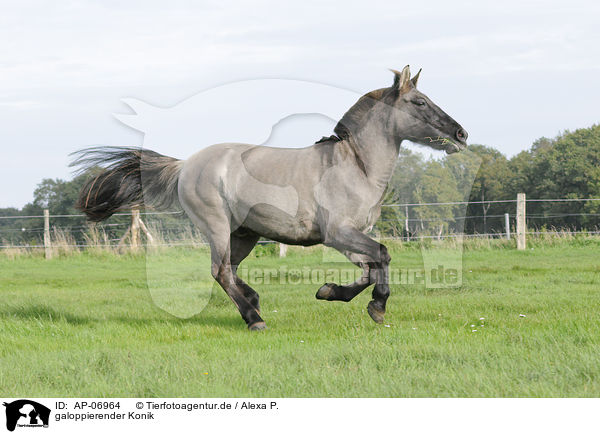 galoppierender Konik / galloping Konik / AP-06964