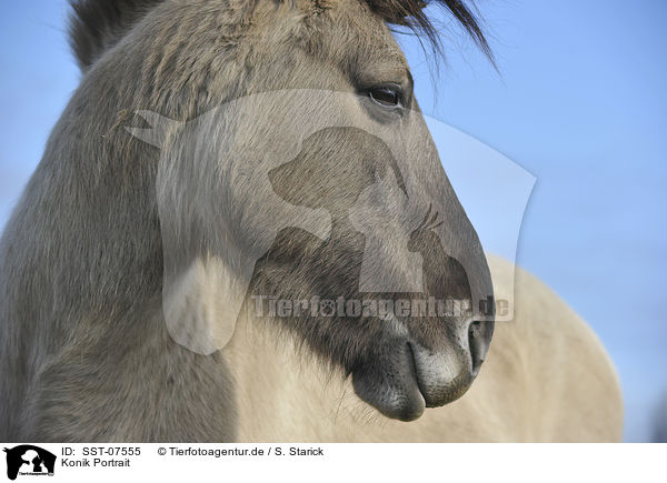 Konik Portrait / Konik Portrait / SST-07555