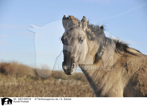 Konik Portrait / Konik Portrait / SST-09319