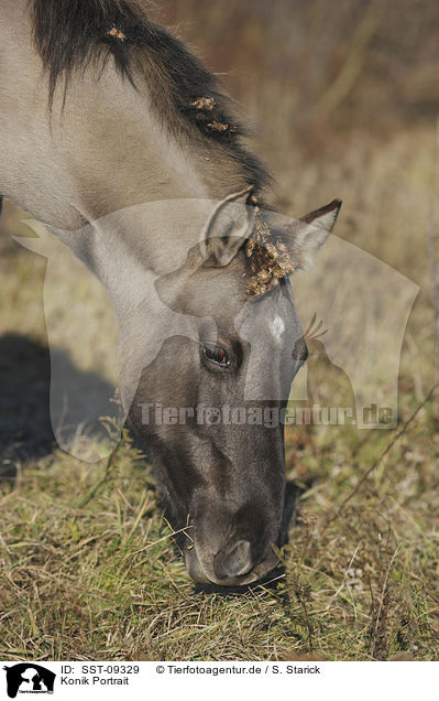 Konik Portrait / Konik Portrait / SST-09329