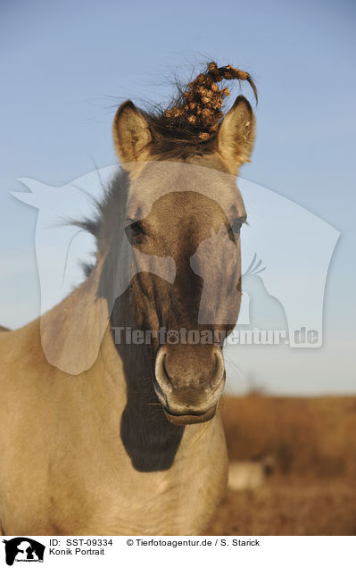 Konik Portrait / Konik Portrait / SST-09334