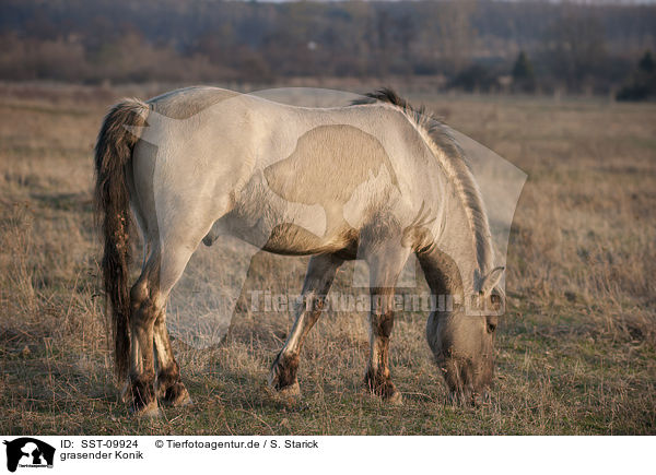 grasender Konik / browsing Konik / SST-09924