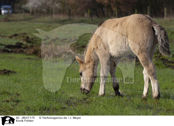 Konik Fohlen / JM-07175