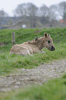 Konik Fohlen