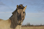 Konik Portrait