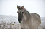 Konik Portrait