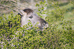 Konik Portrait