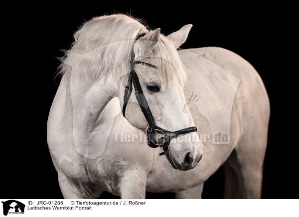 Lettisches Warmblut Portrait / Latvian Riding Horse Portrait / JRO-01285
