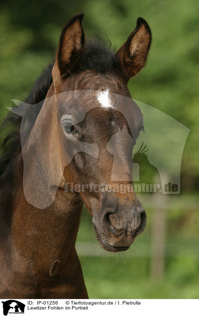 Lewitzer Fohlen im Portrait / foal / IP-01256