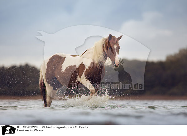 Lewitzer im Wasser / Lewitzer in the water / SB-01228