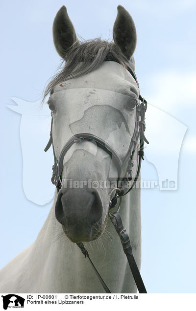 Portrait eines Lipizzaners / white horse / IP-00601
